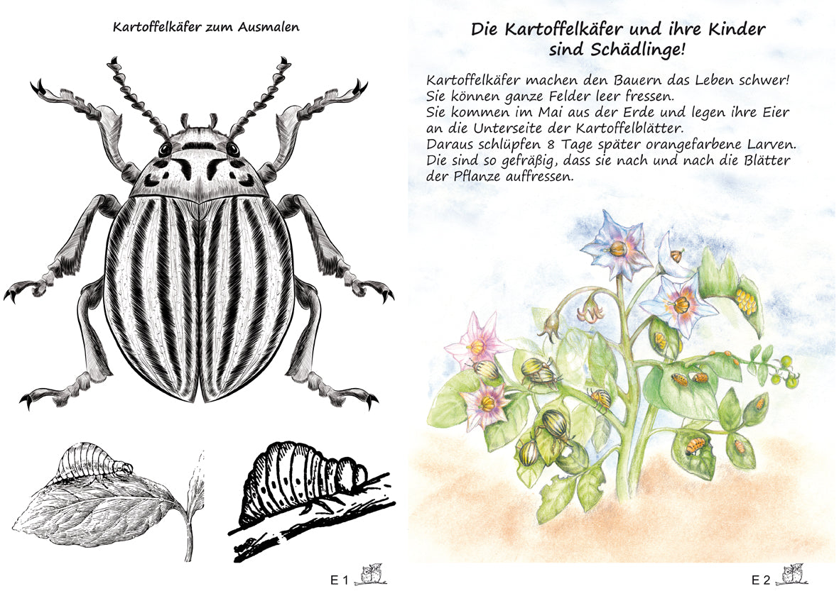 Die Kartoffel - Bilderkarten fürs Erzähltheater Kamishibai – Beispielkarten