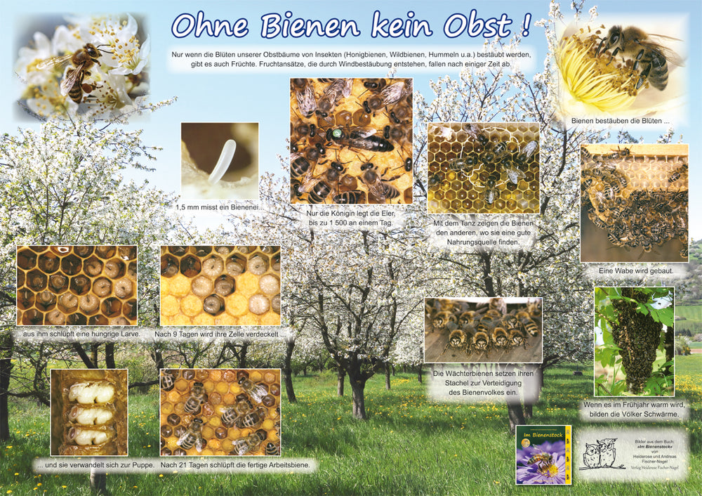 Poster - Ohne Bienen kein Obst!
