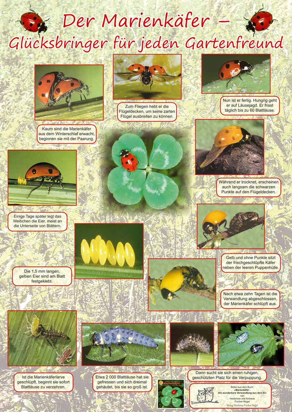 Poster - Der Marienkäfer - Glücksbringer für jeden Gartenfreund