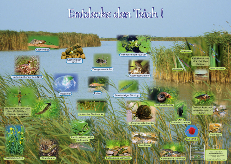 Poster - Entdecke den Teich!