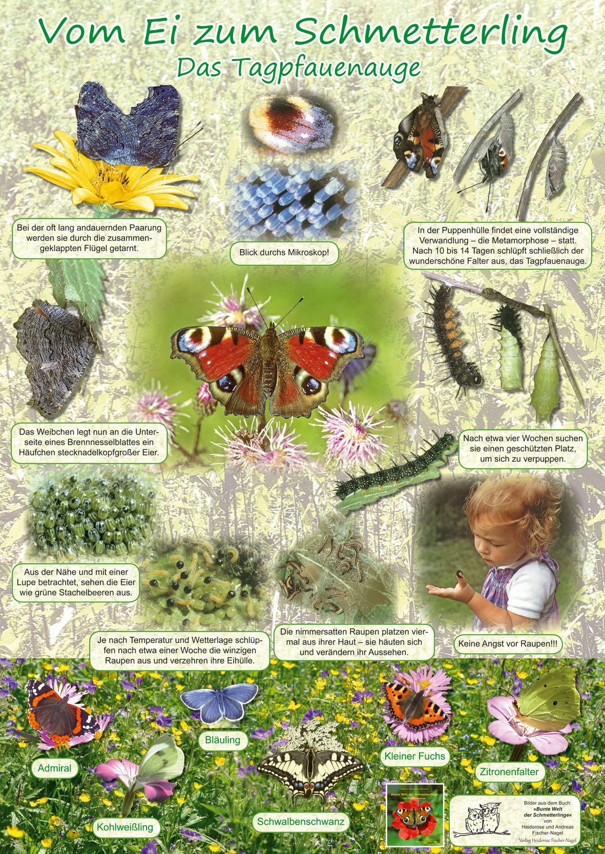 Poster - Vom Ei zum Schmetterling - Das Tagpfauenauge
