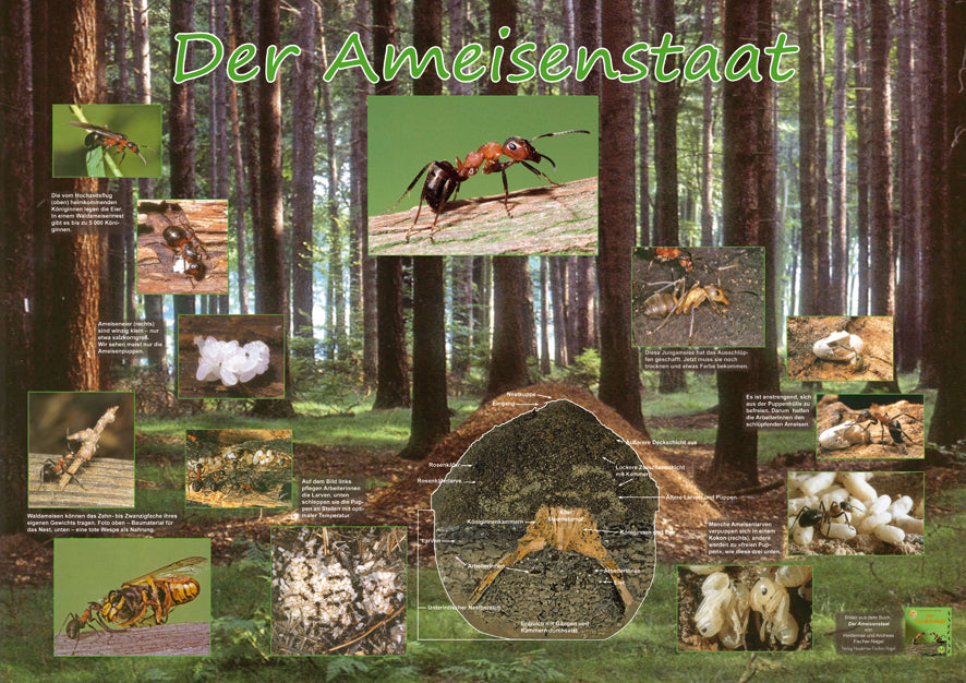 Poster - Der Ameisenstaat