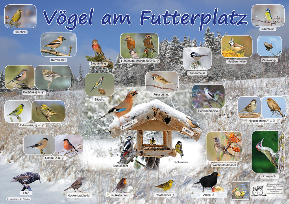 Poster - Vögel am Futterplatz