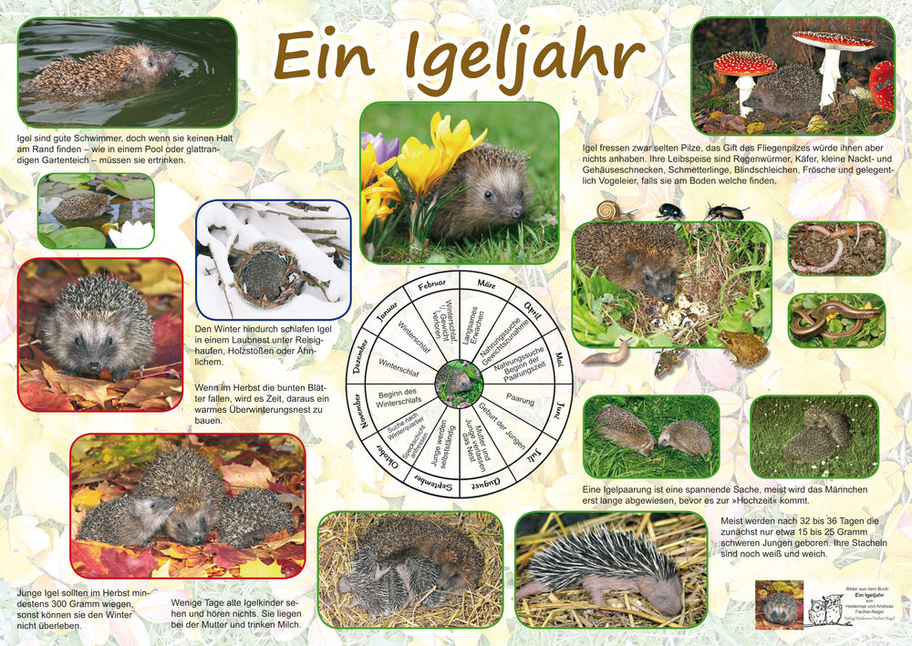 Poster - Ein Igeljahr