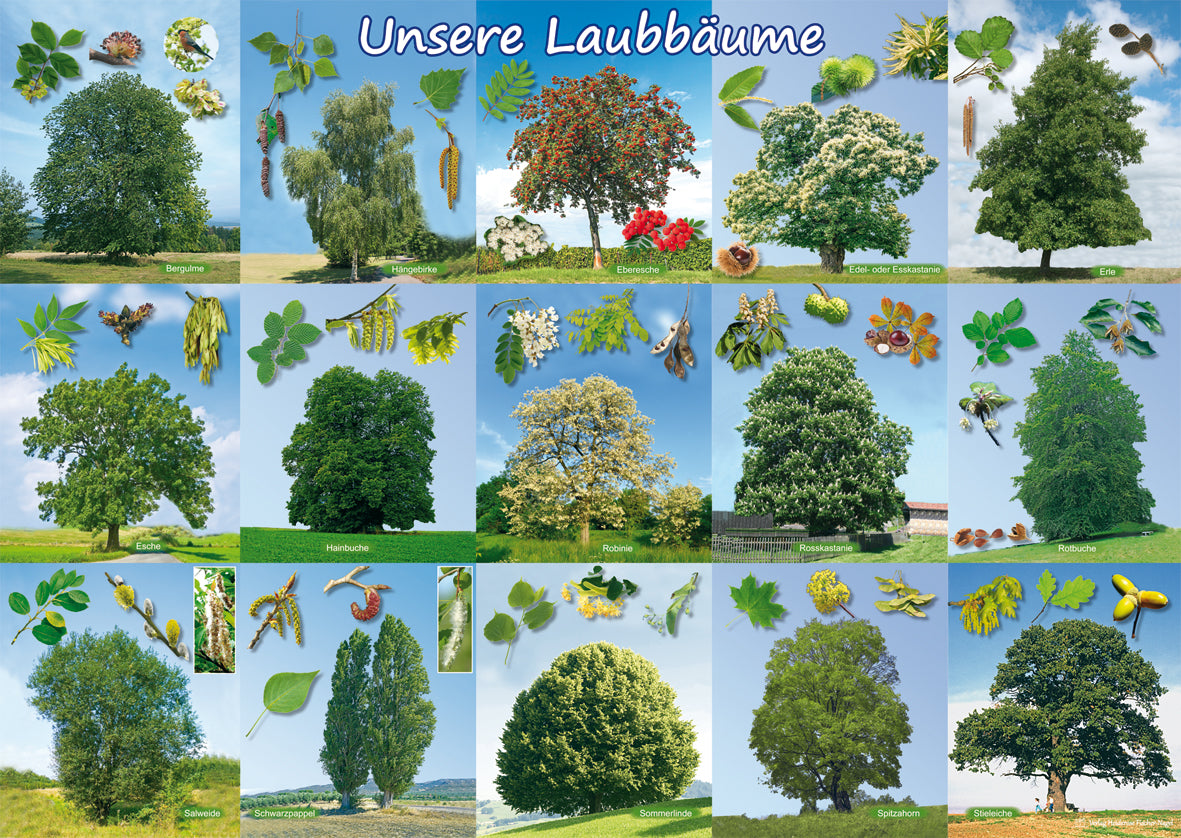 Poster - Unsere Laubbäume (Blätter, Blüten, Früchte)