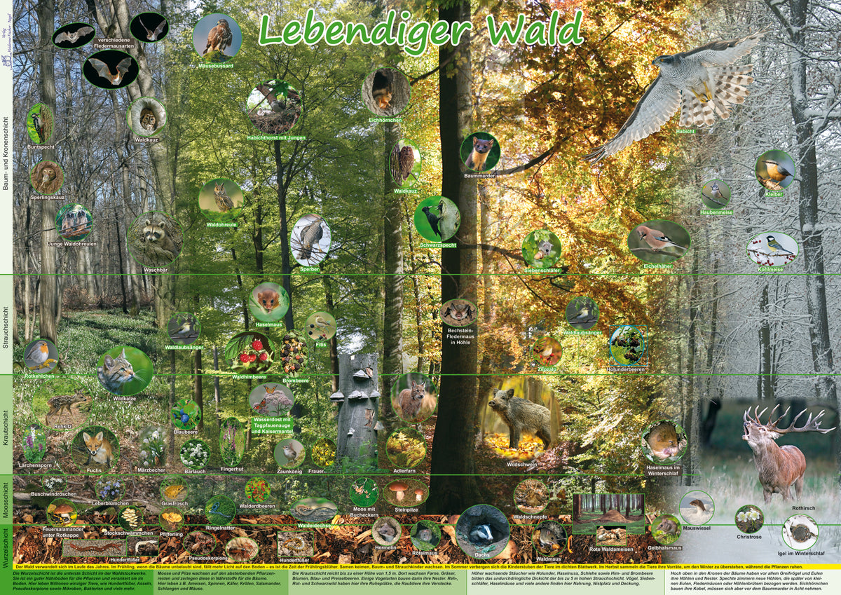 Poster - Lebendiger Wald