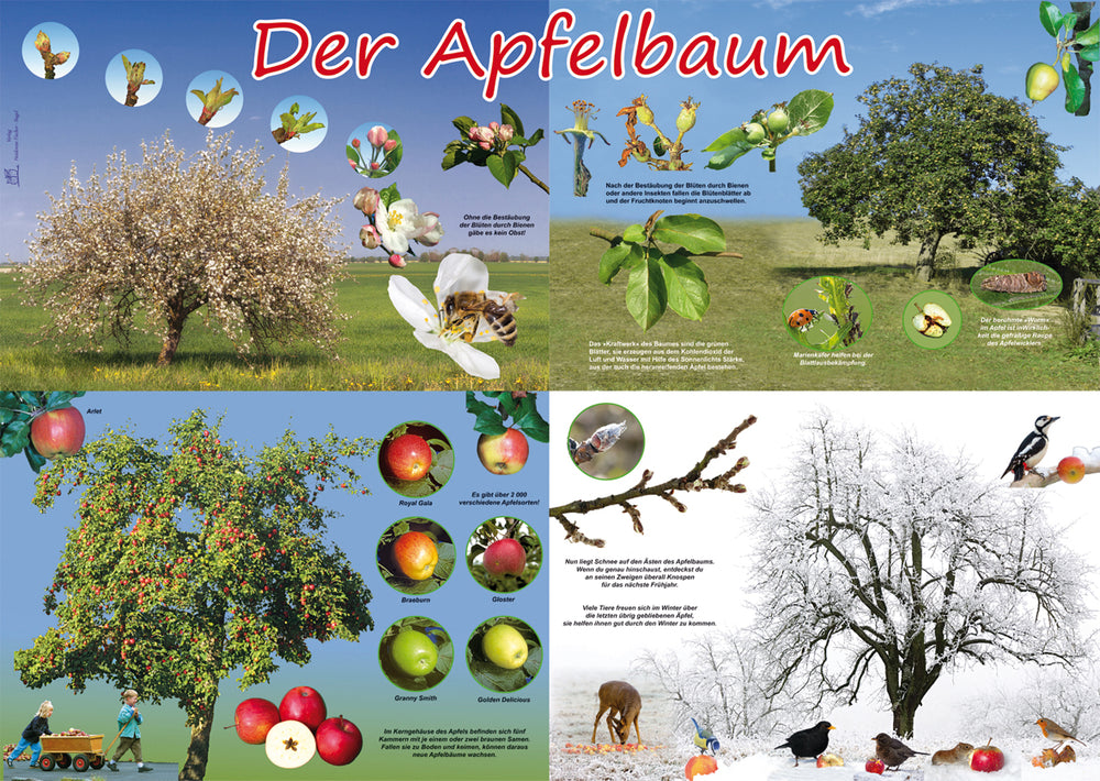 Poster - Der Apfelbaum im Jahresverlauf