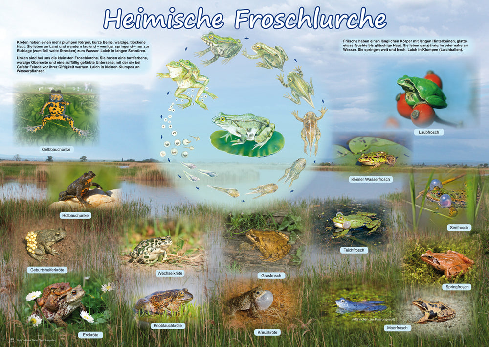 Poster - Heimische Froschlurche