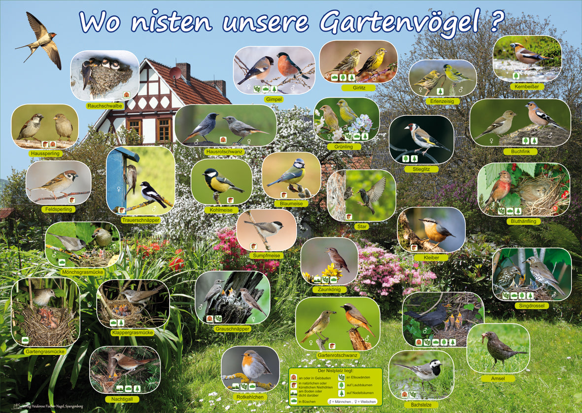 Poster - Wo nisten unsere Gartenvögel?