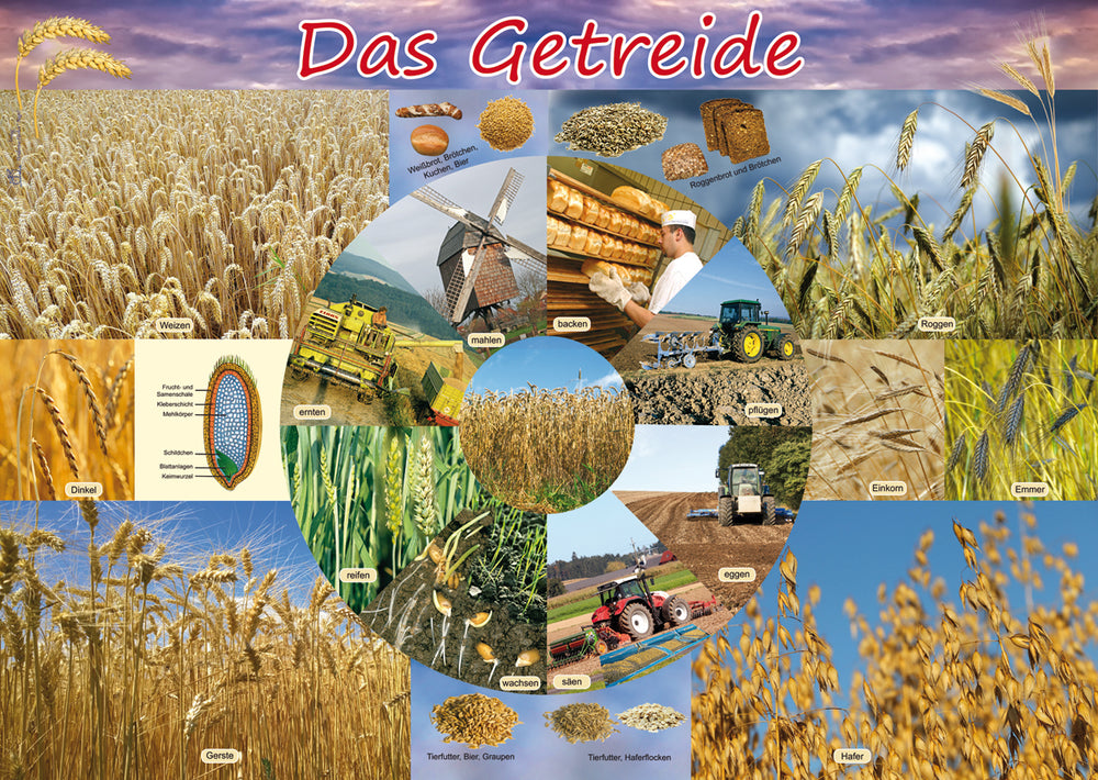 Poster - Das Getreide