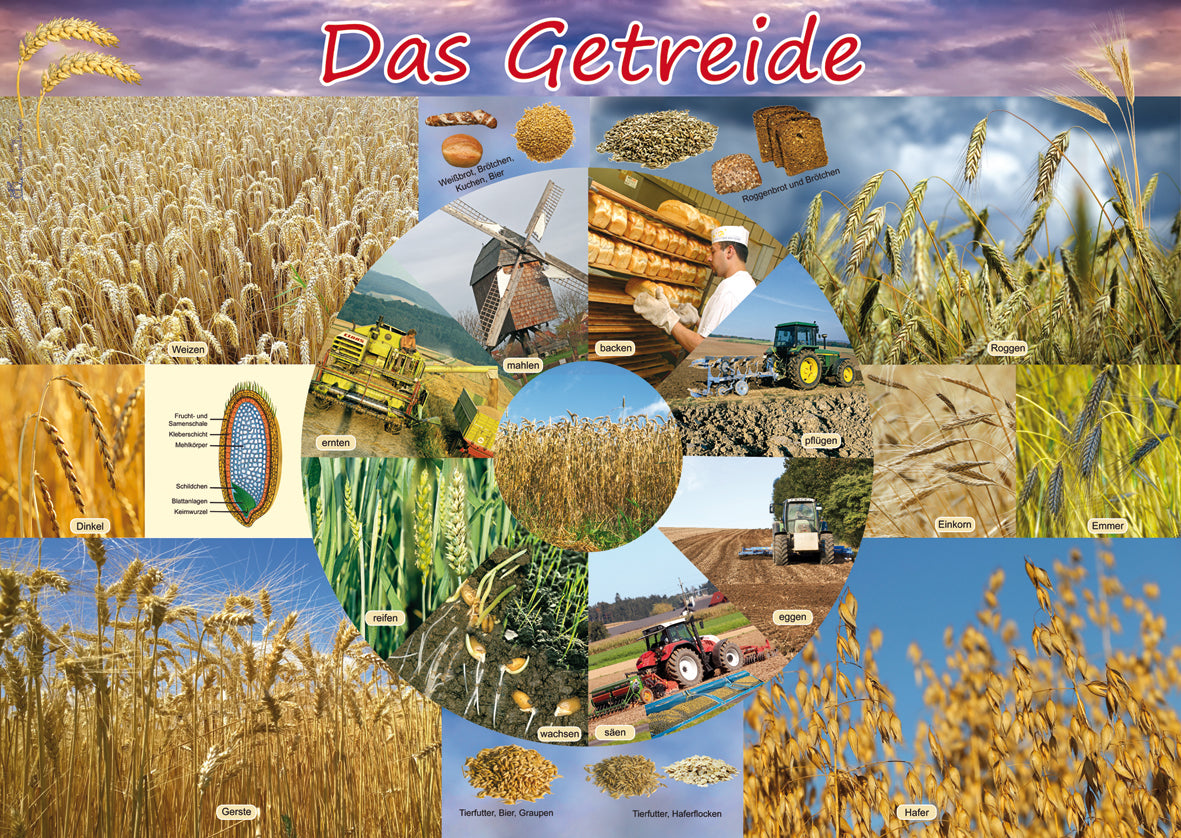 Poster - Das Getreide