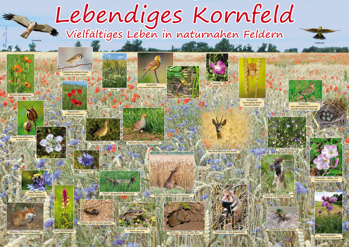 Poster - Lebendiges Kornfeld - Vielfältiges Leben in naturnahen Feldern