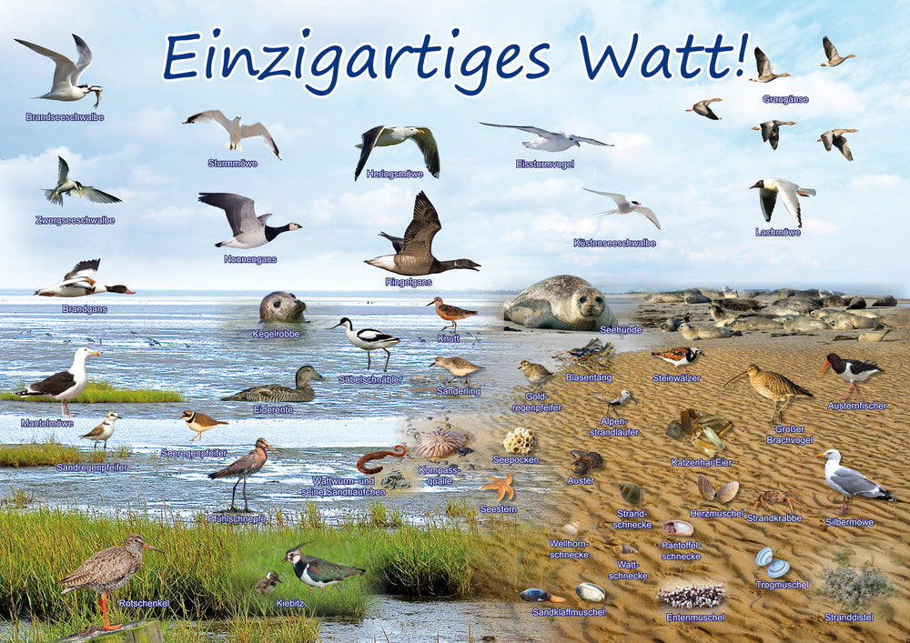 Poster - Einzigartiges Watt