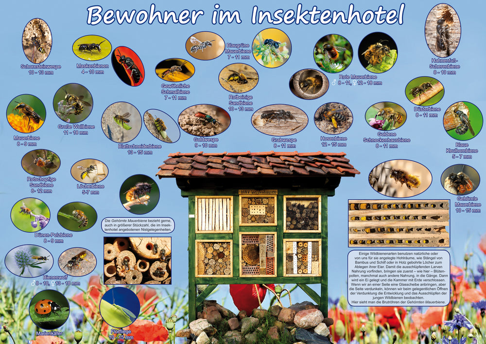 Poster - Bewohner im Insektenhotel