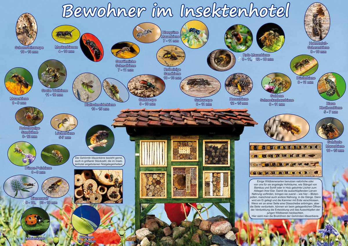 Poster - Bewohner im Insektenhotel