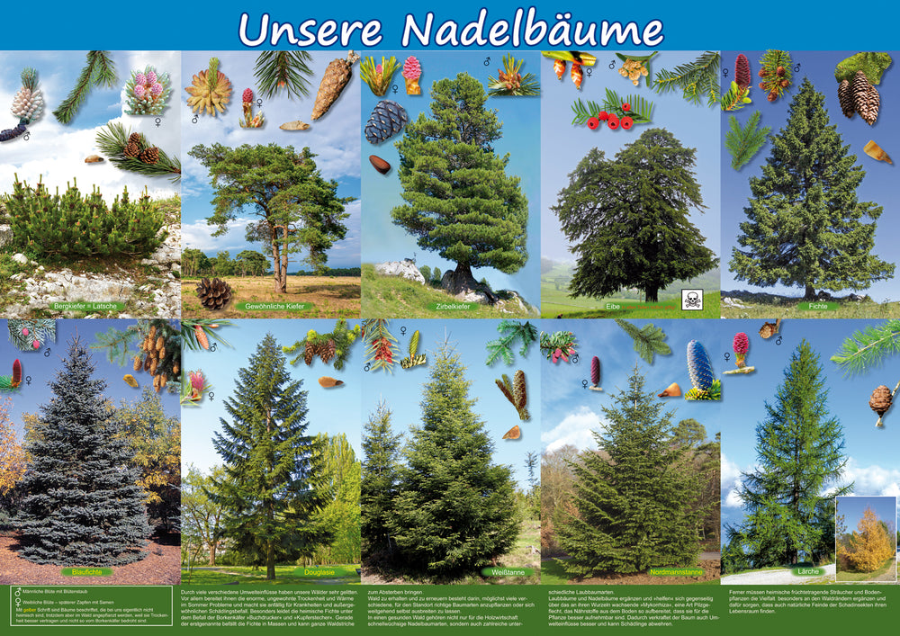 Poster - Unsere Nadelbäume